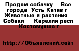 Продам собачку  - Все города, Усть-Катав г. Животные и растения » Собаки   . Карелия респ.,Костомукша г.